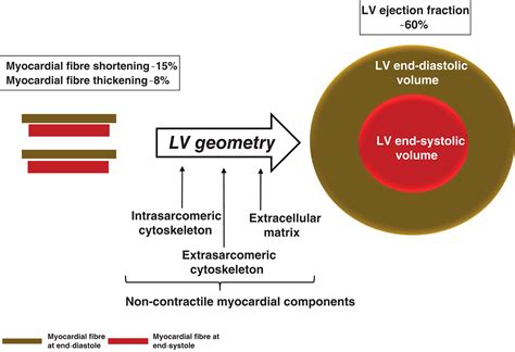 normal lv geometry